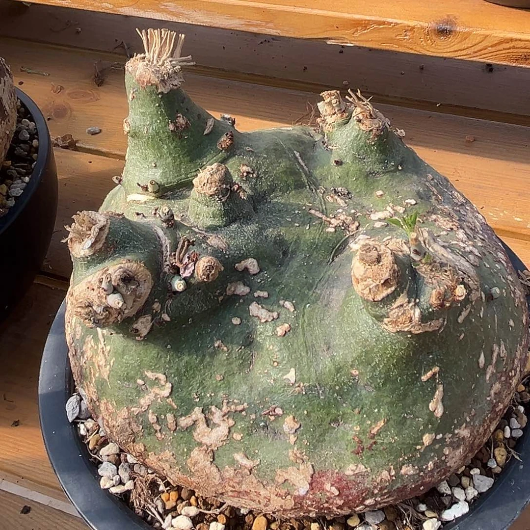 汤圆植物刺线蔓好看