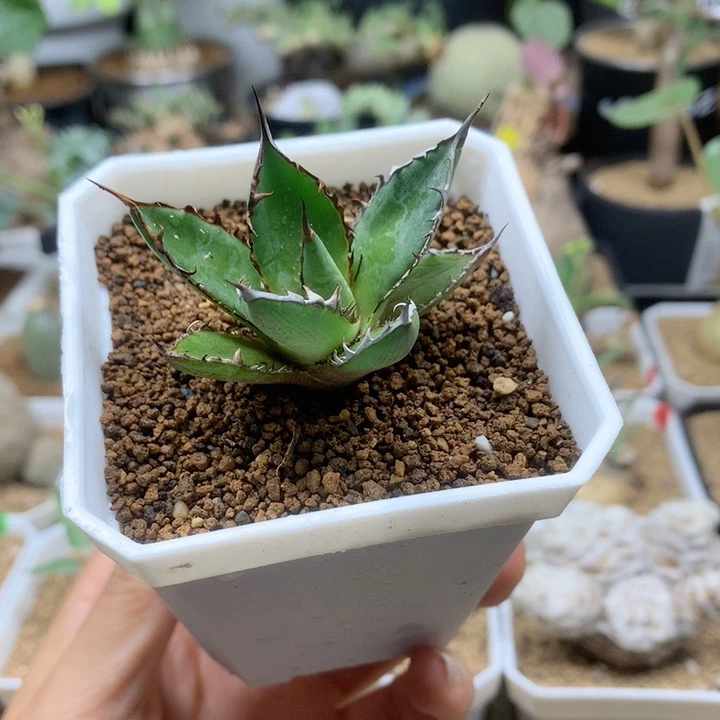 实生霍利达龙舌兰脱土