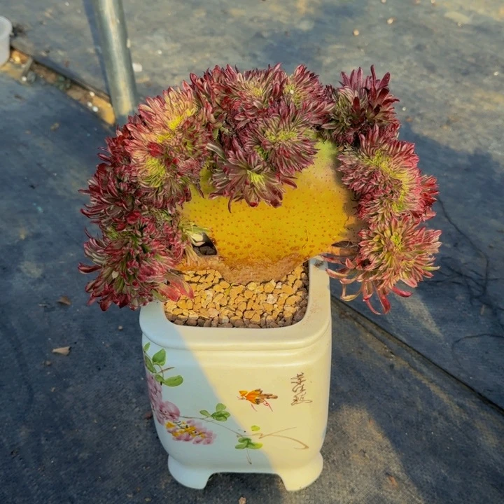 一**秀法师法师法师法师113