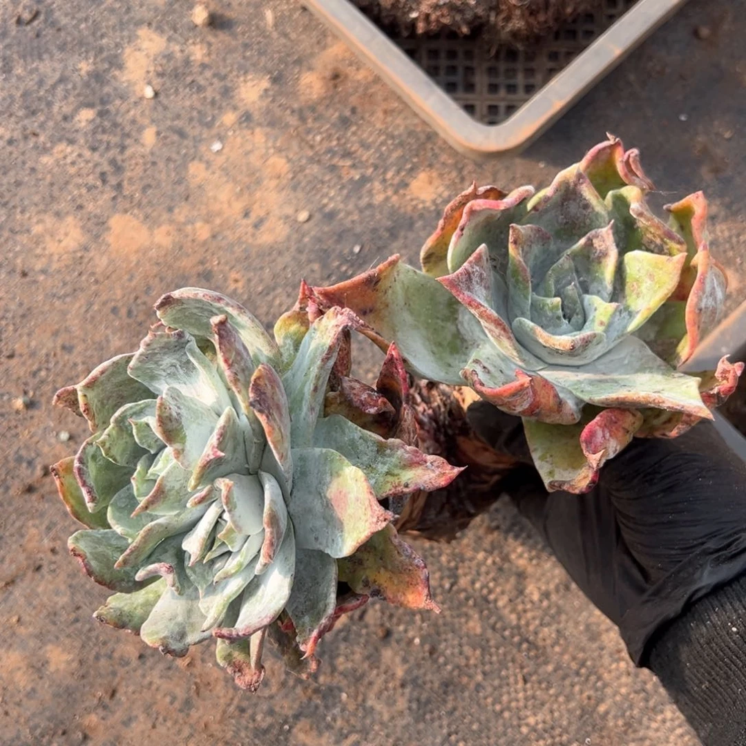 591三头普西哈哈哈哈哈哈