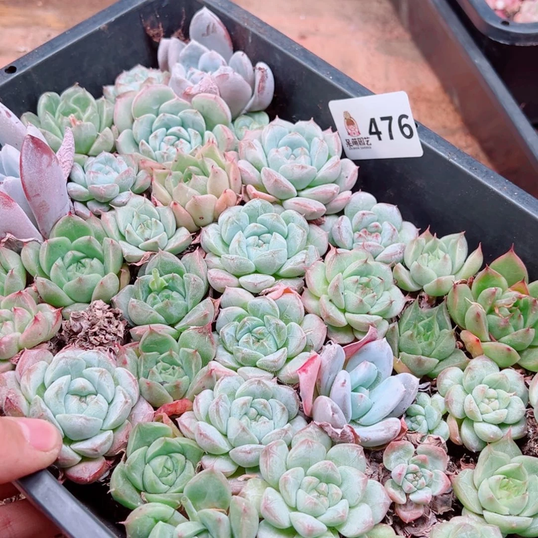 多肉植物多肉植物