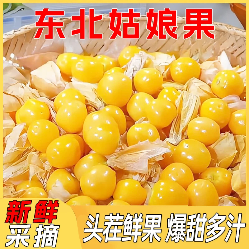 东北姑娘果超甜黄菇娘水果新鲜东北灯笼果S9-5SS1