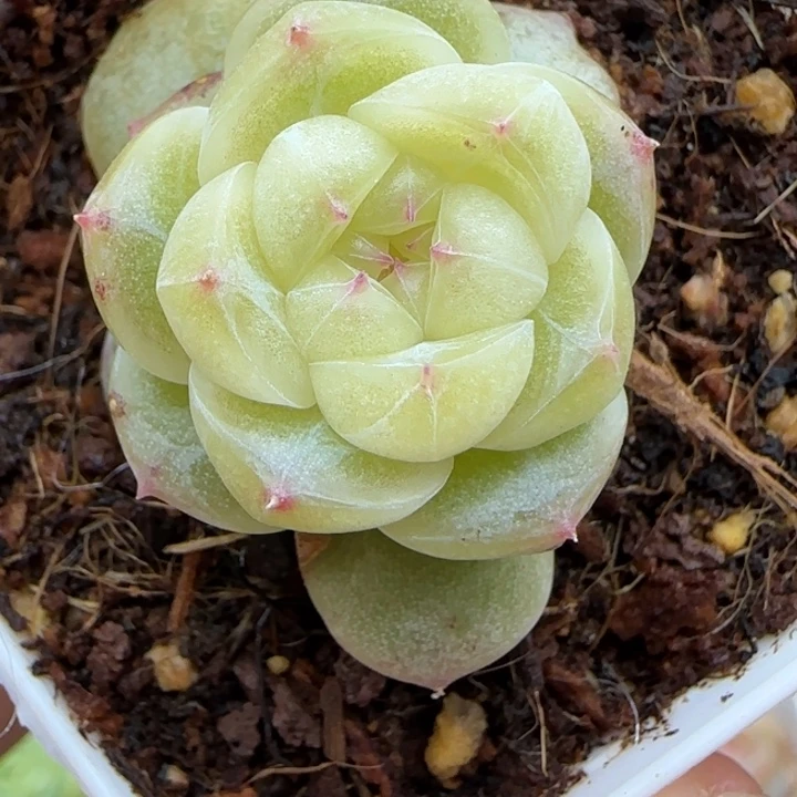 329号白体财富晗雨多肉