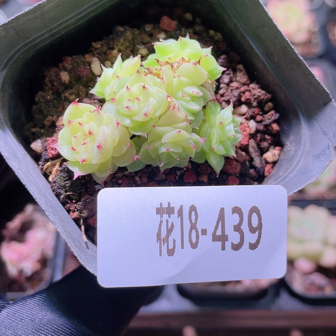 花利美18-439麦秆