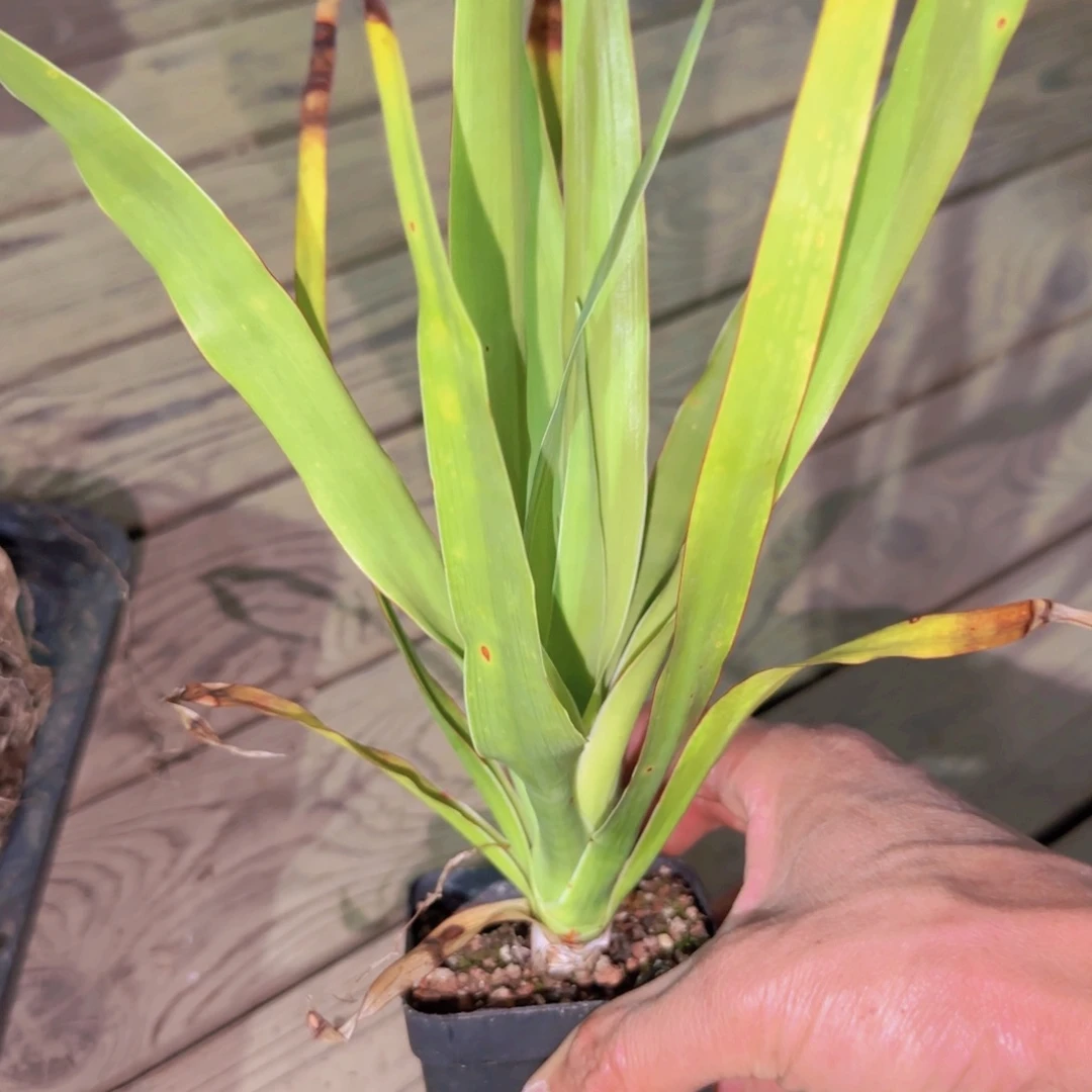 块根植物块根植物