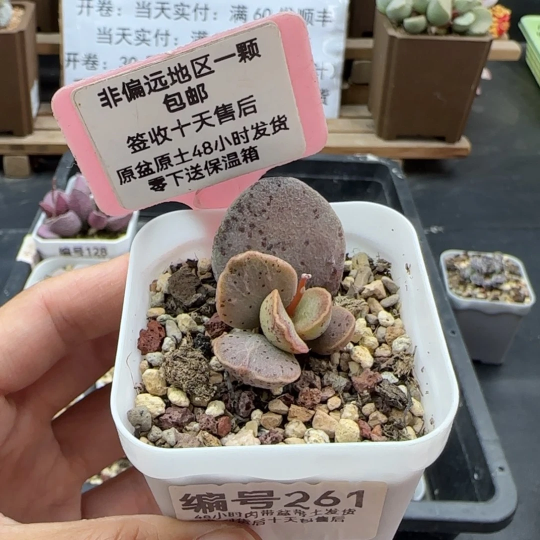 261银波粉蛋多肉