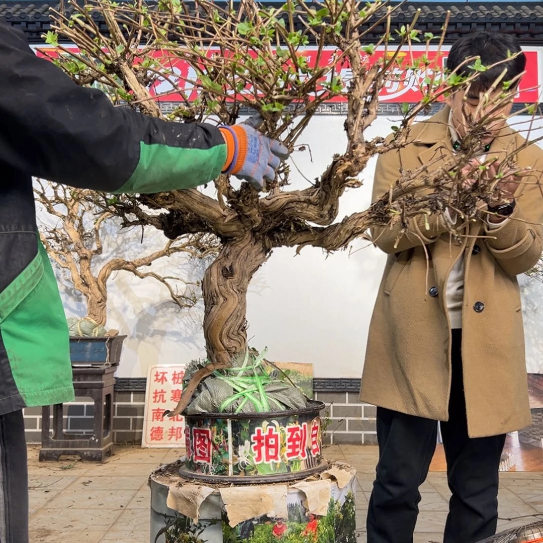 无花朵金银花开花25566588