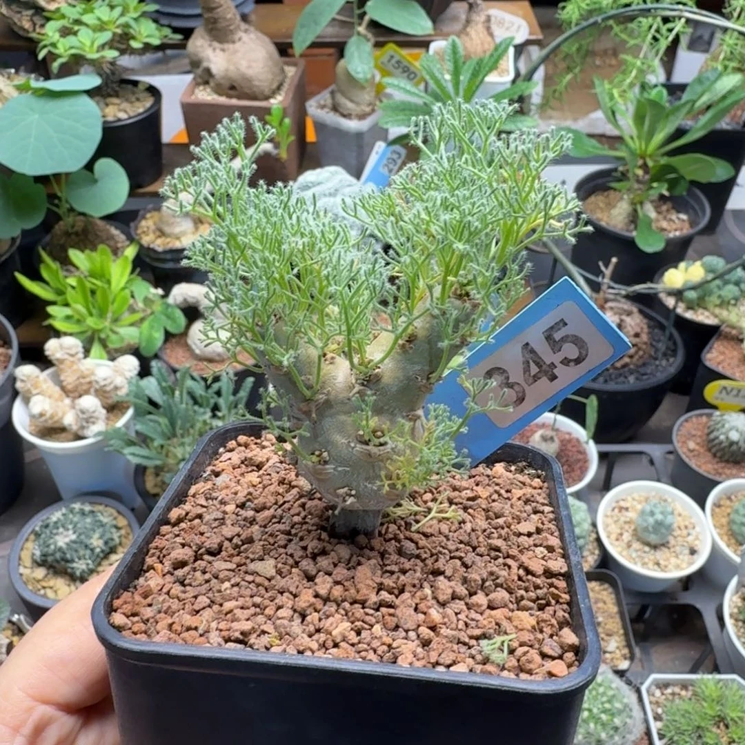 白皮月界345仙人掌