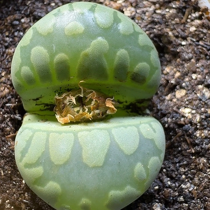 生石花11111。  128