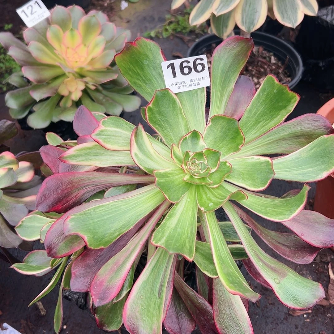 紫燕166多肉植物多肉植物