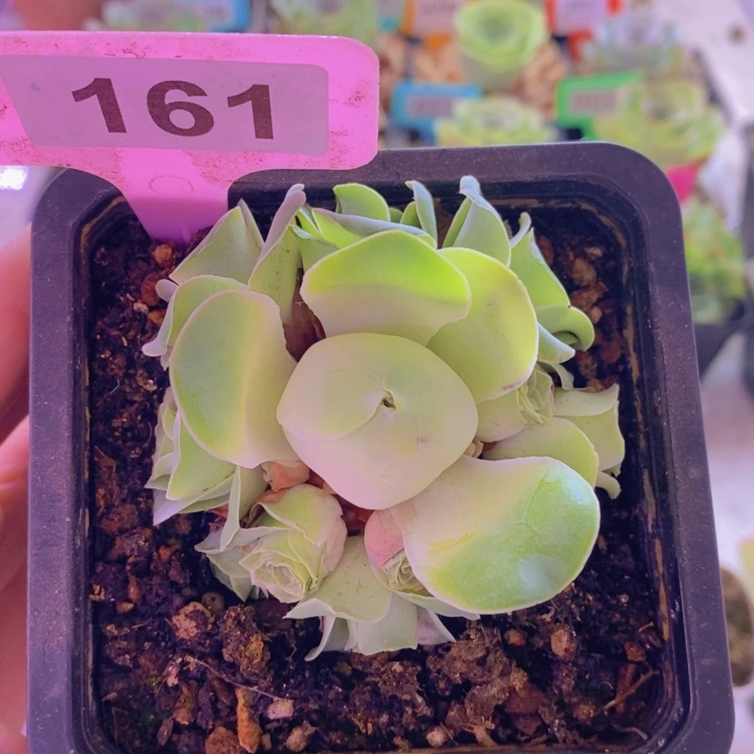 山地玫瑰一物一拍青荷161