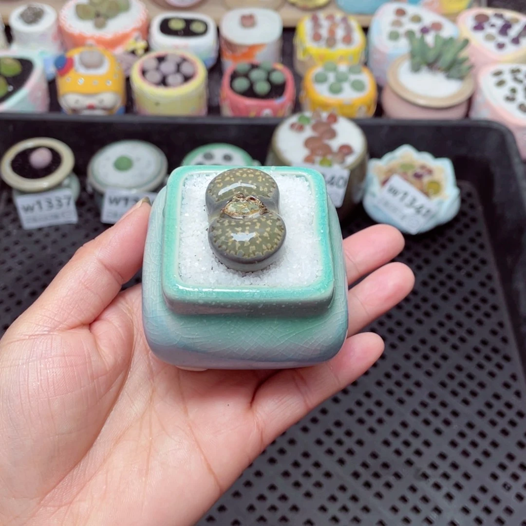 w1342 -零下地区拍保温箱-15支持寄养