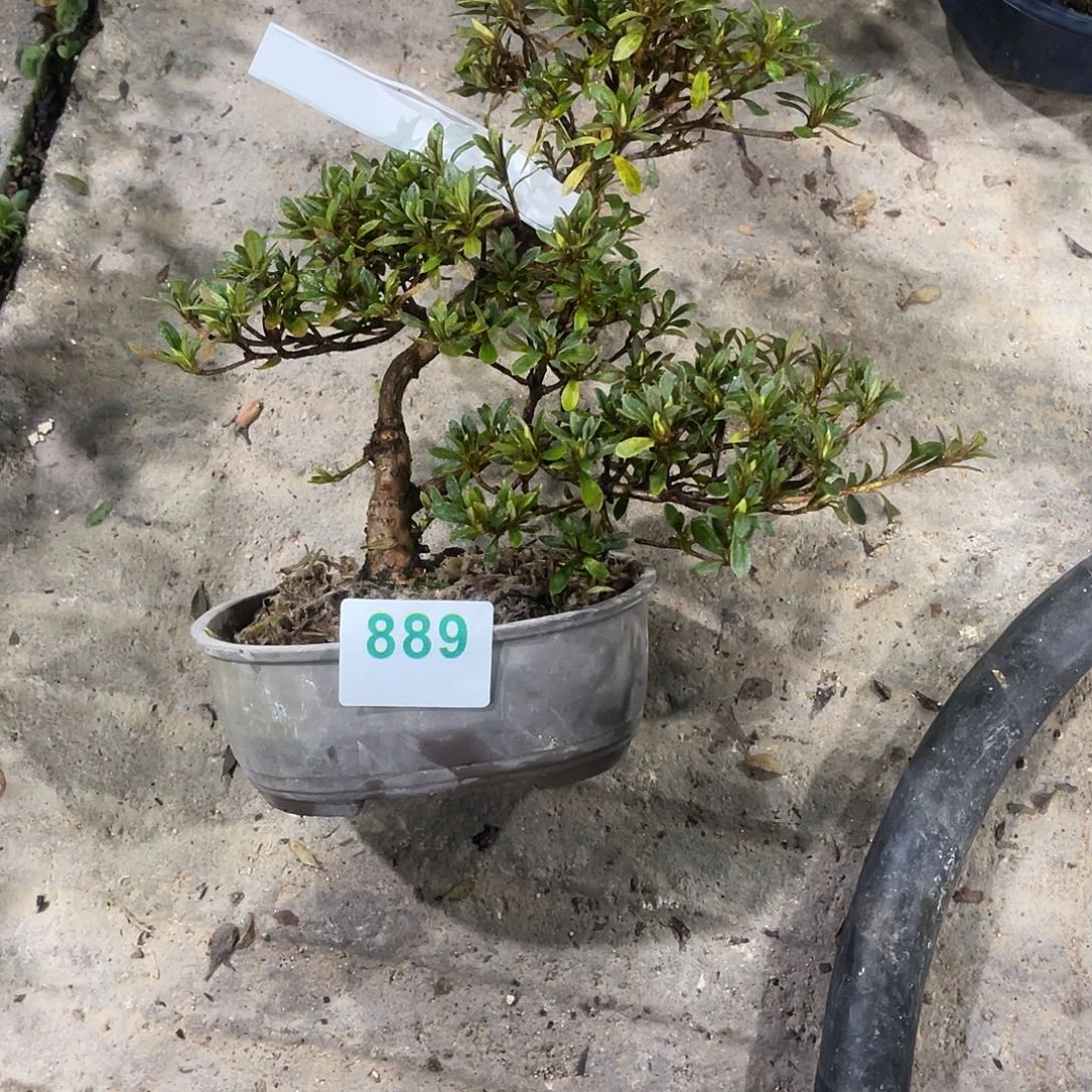 无花朵直播时间一直一直