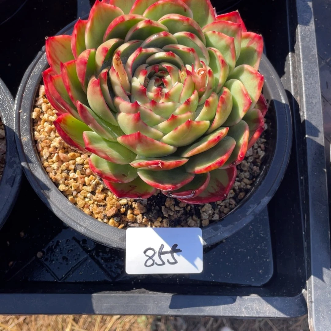 惊鸿仙子冠服15左右