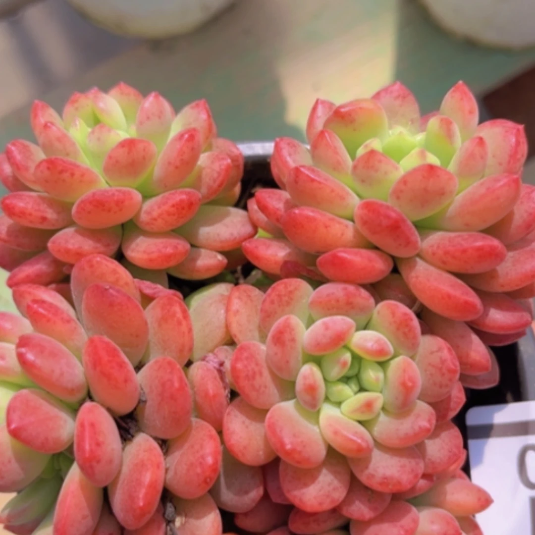 【闪购商品】可爱多1610