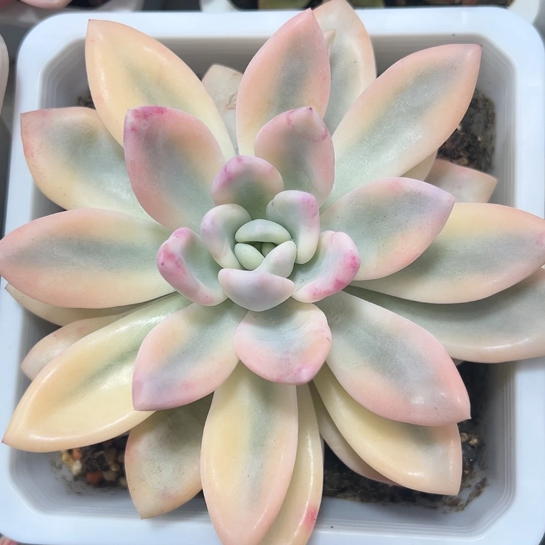 奥普彩锦多肉植物