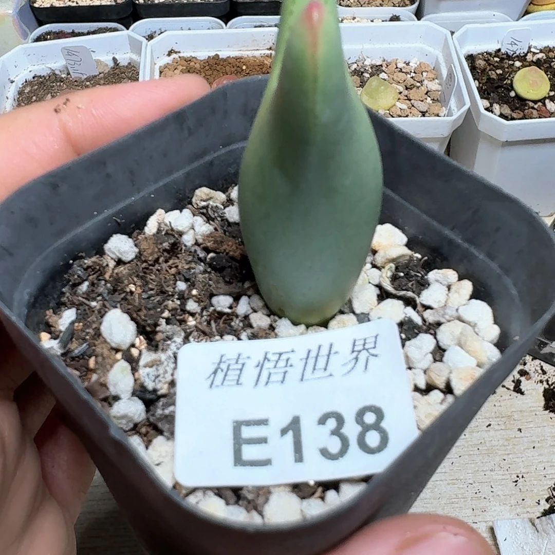 138号多肉植物哇哇v