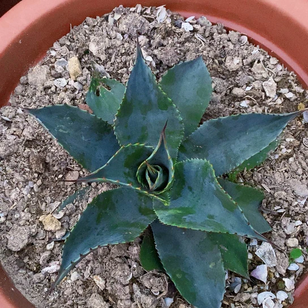 风****?9667鲸鱼舌一颗