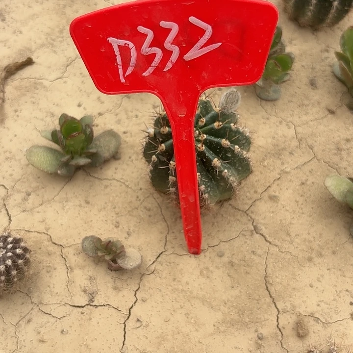 我**肉D332,黄洛瑕疵歪头