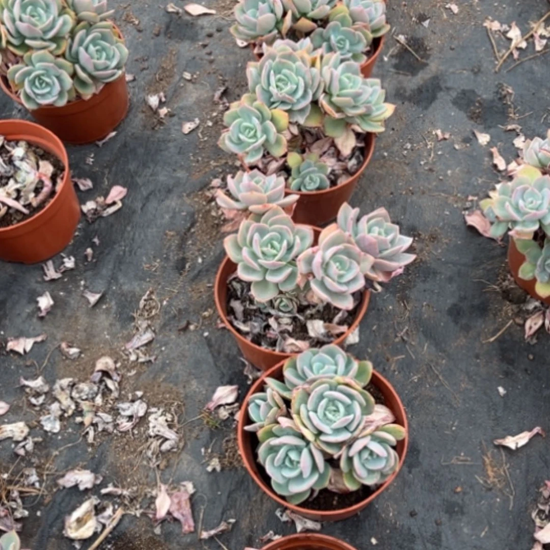 【闪购商品】李****）白色凤