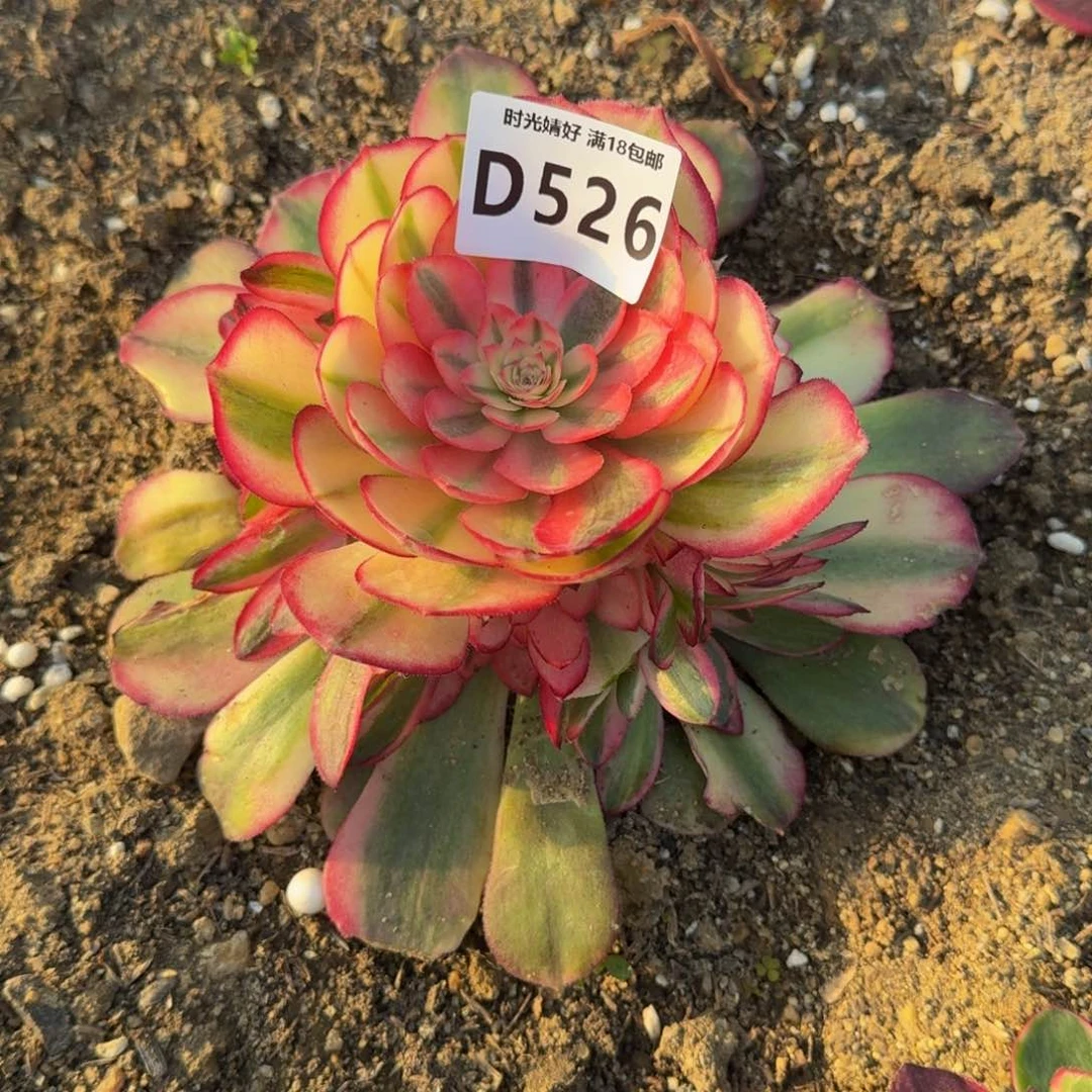 婷526荔枝多肉植物