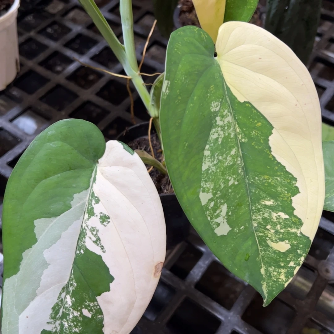 完全开放香槟合果芋