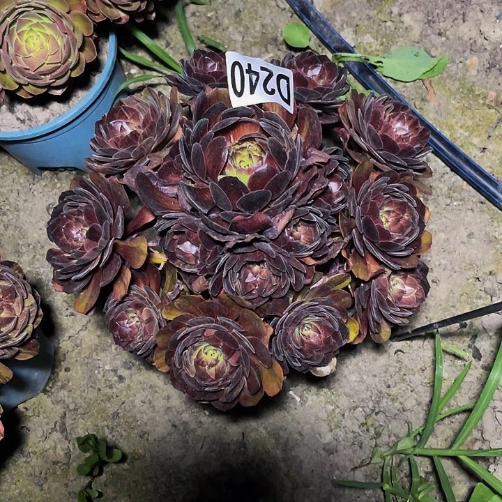 黑罗刹法师32-2包邮