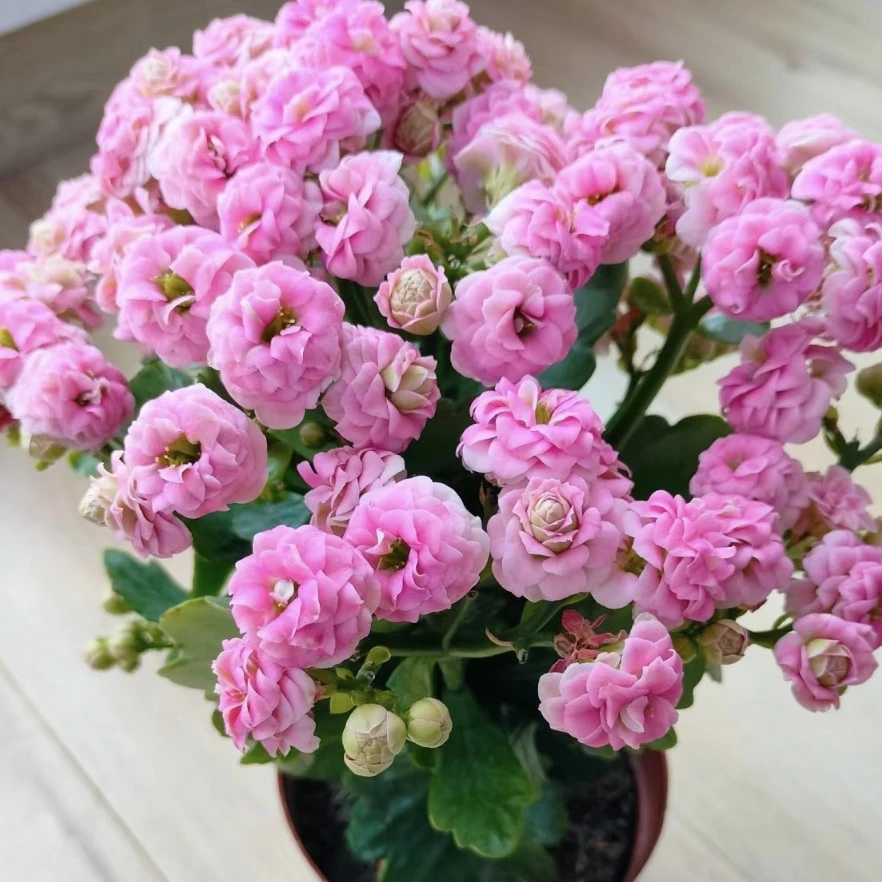 克里斯蒂长寿花，（110型盆）带花苞发货