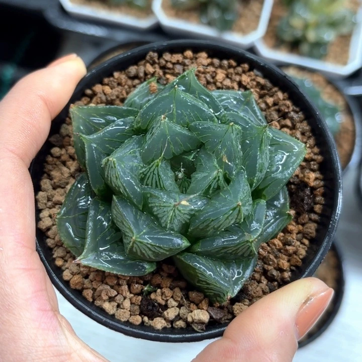 胖娃娃三仙寿多肉植物