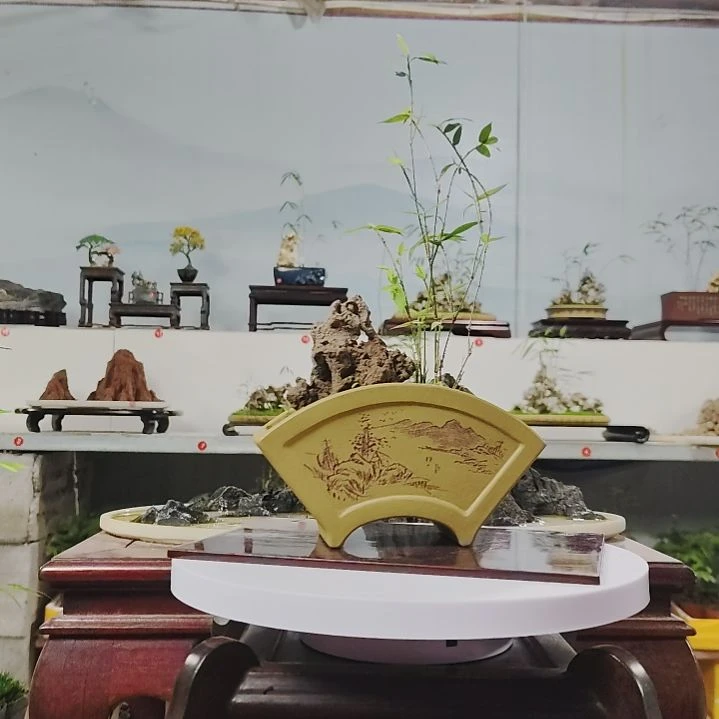 盆景，凤尾竹，玲珑石，用****6
