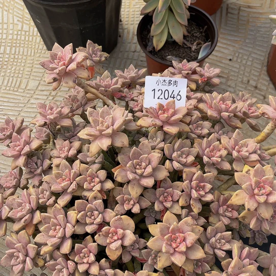 麻****园阿伦培12046