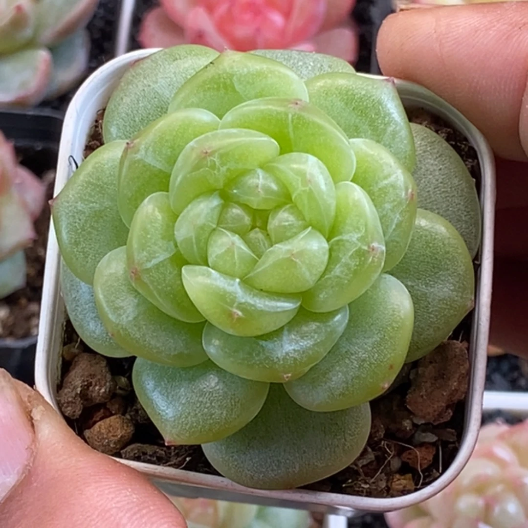 天官赐福百无禁忌