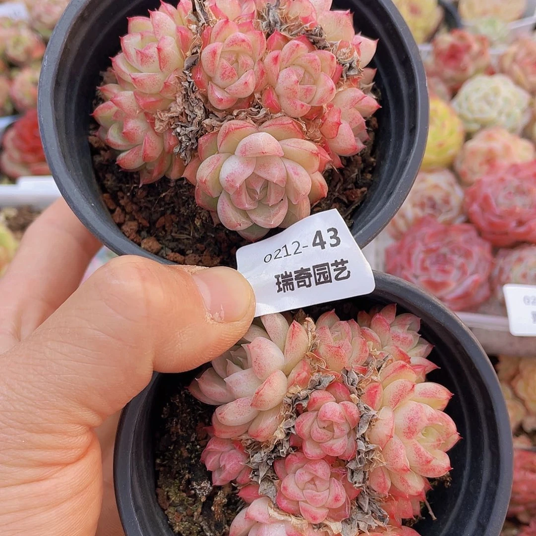 000000000000043量拍