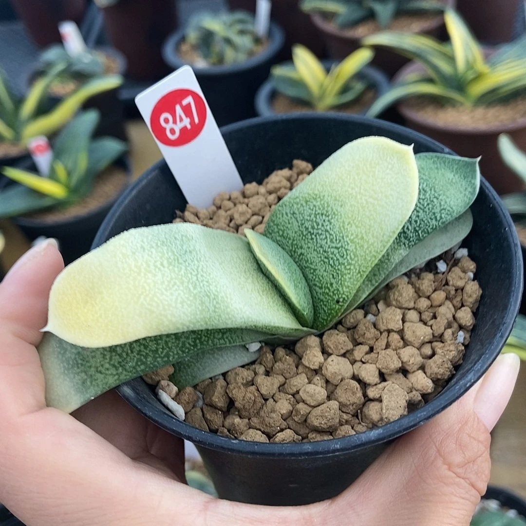 847卧牛实生展转渐变色糊斑锦带盆发货
