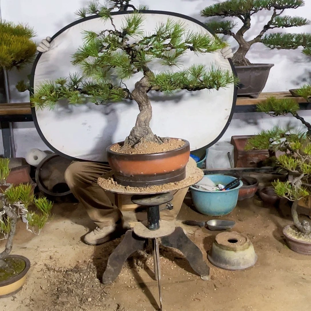 %精品盆景黑松藝術