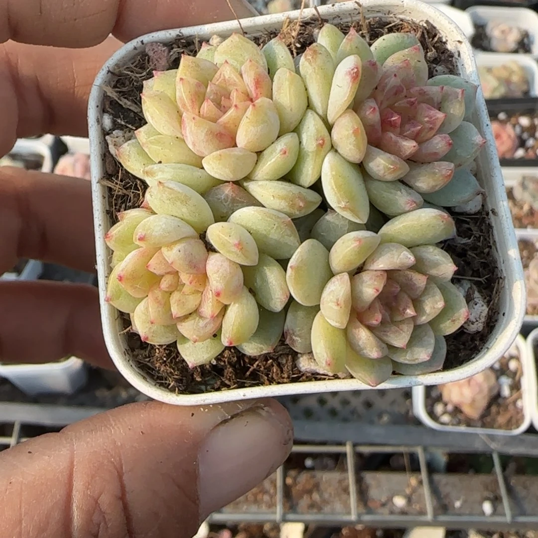 多肉小卡拉米糖心一物一拍