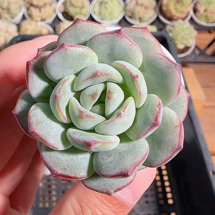 1116------68香草小老桩