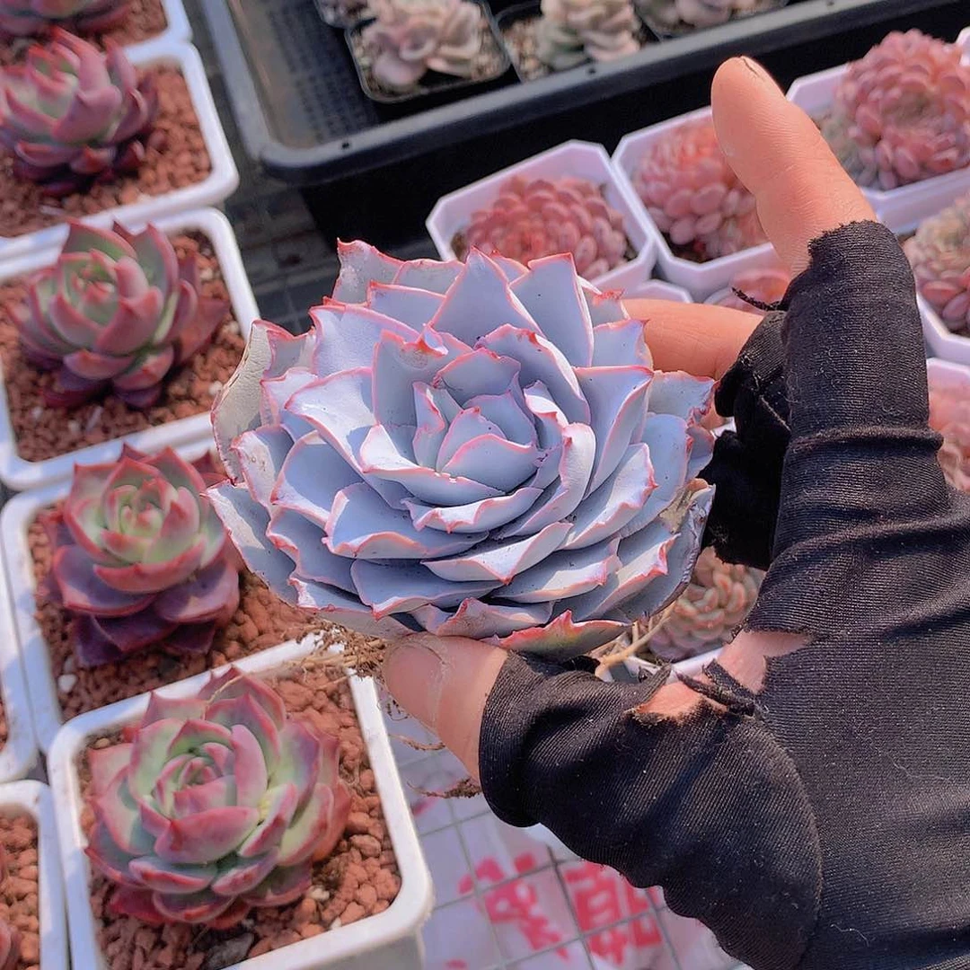 广寒宫23467889900000