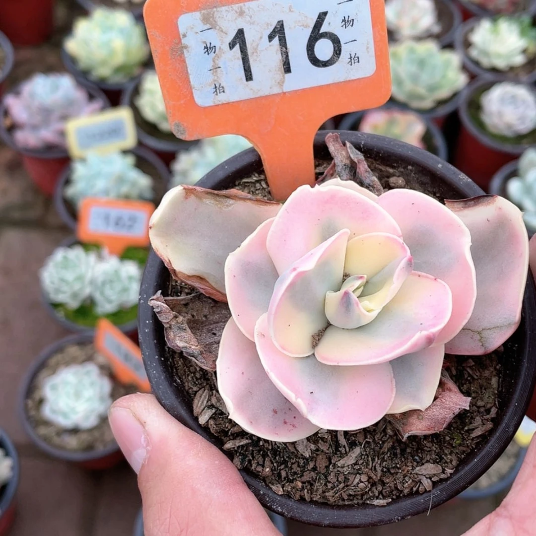 【闪购商品】116号