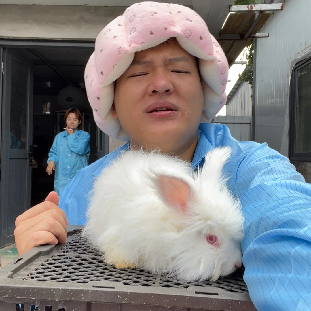 双血统英系安哥拉兔子