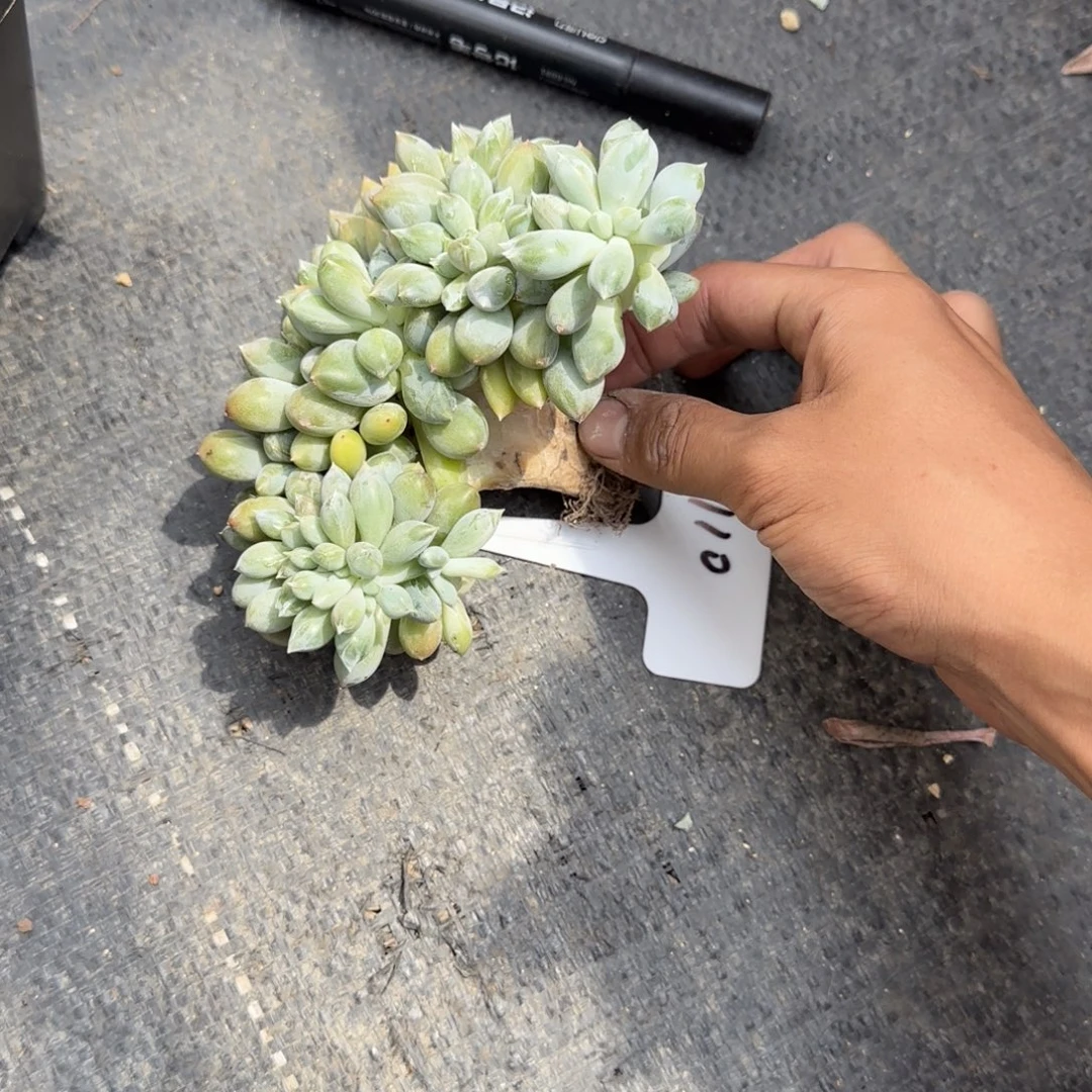 海***霞一物一拍超胖体哥特缀110