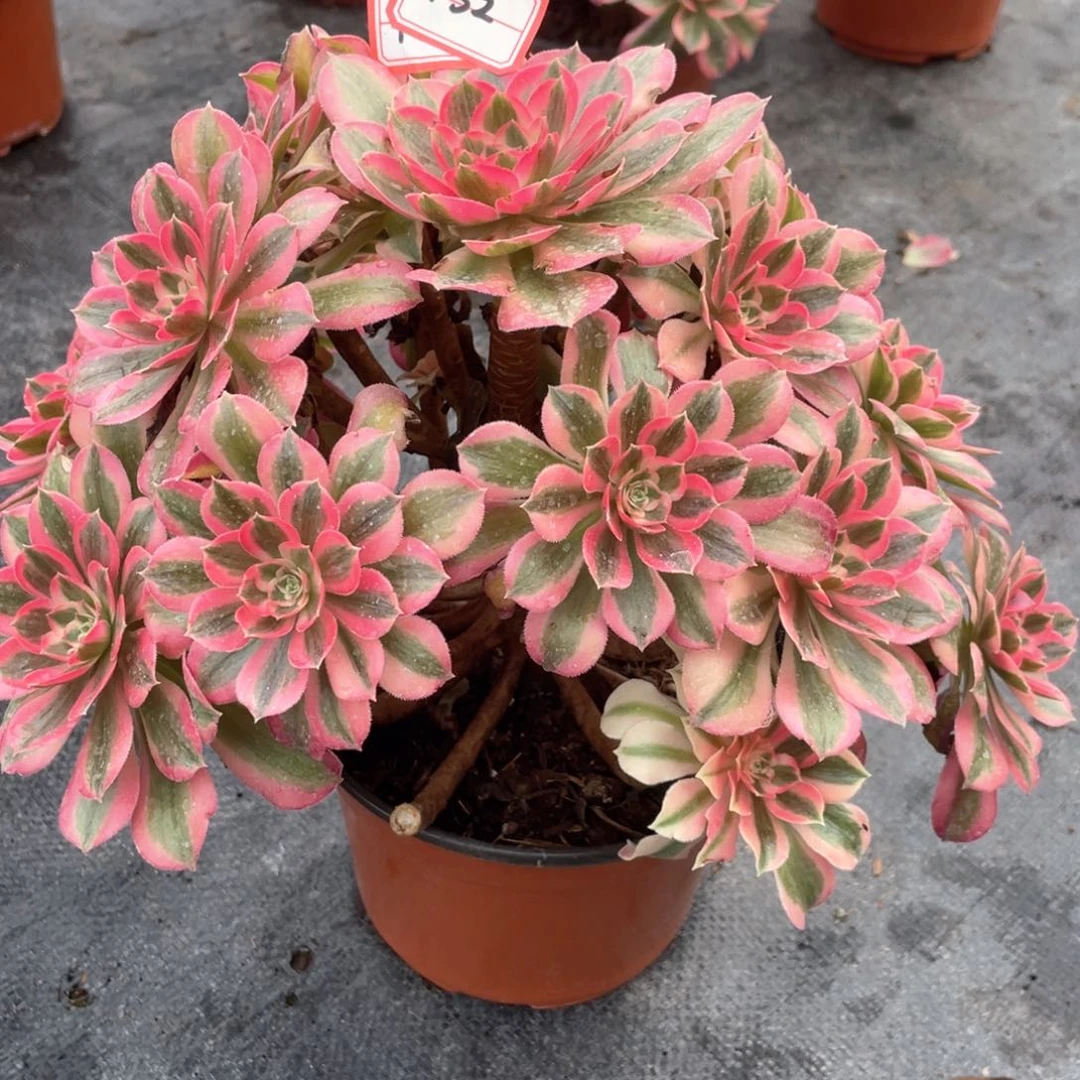 七彩石老桩有断枝132不售后