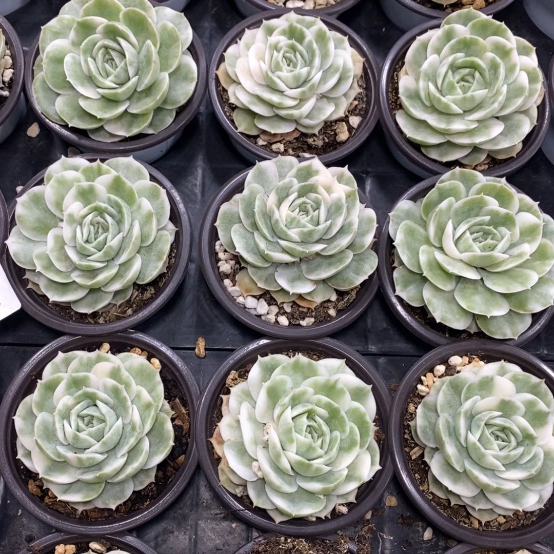 福利量拍昂斯诺锦单头