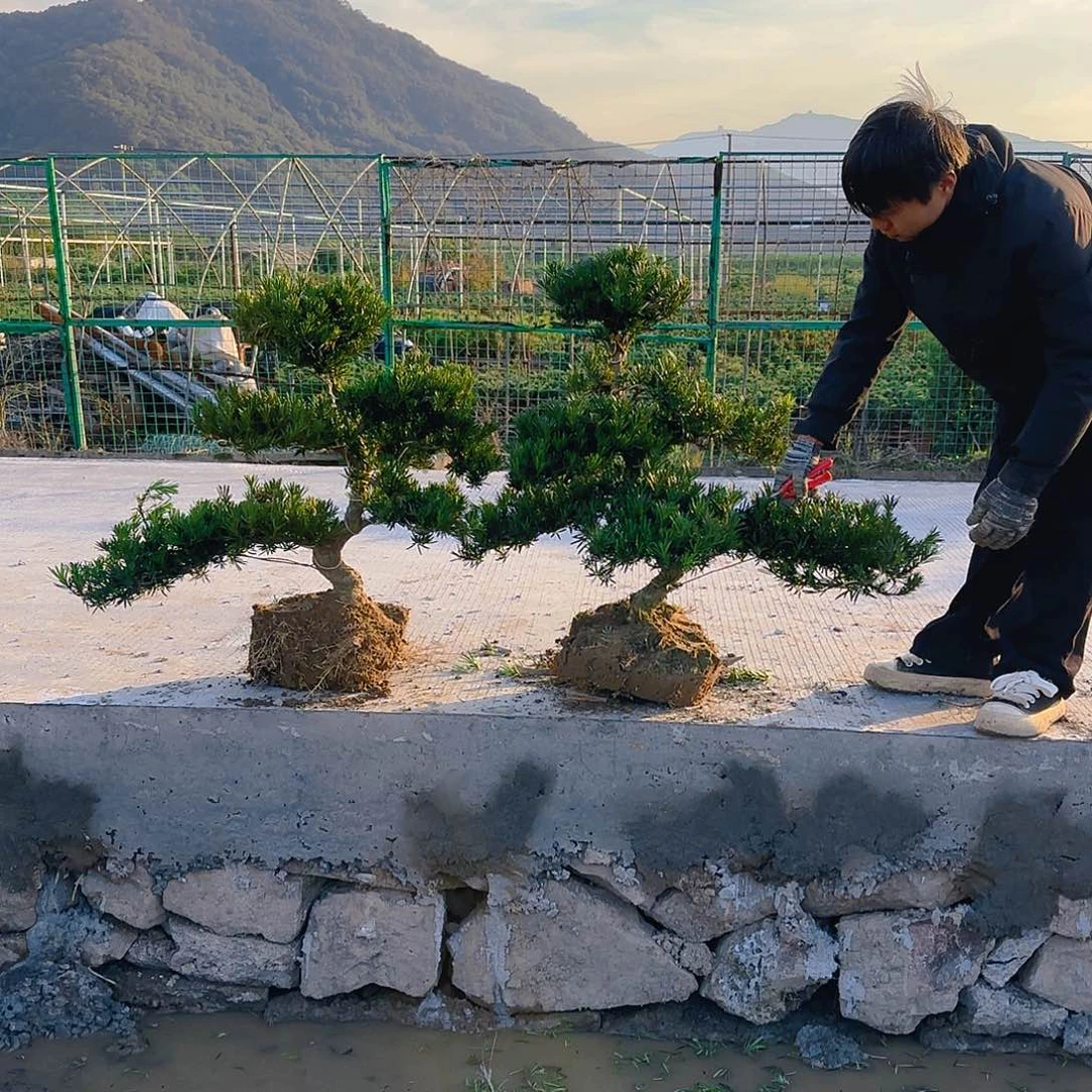 聚***何无花朵罗汉松盆景艺术