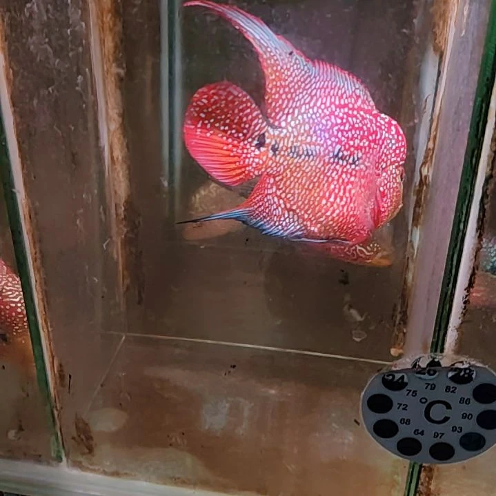 罗汉鱼222222222222