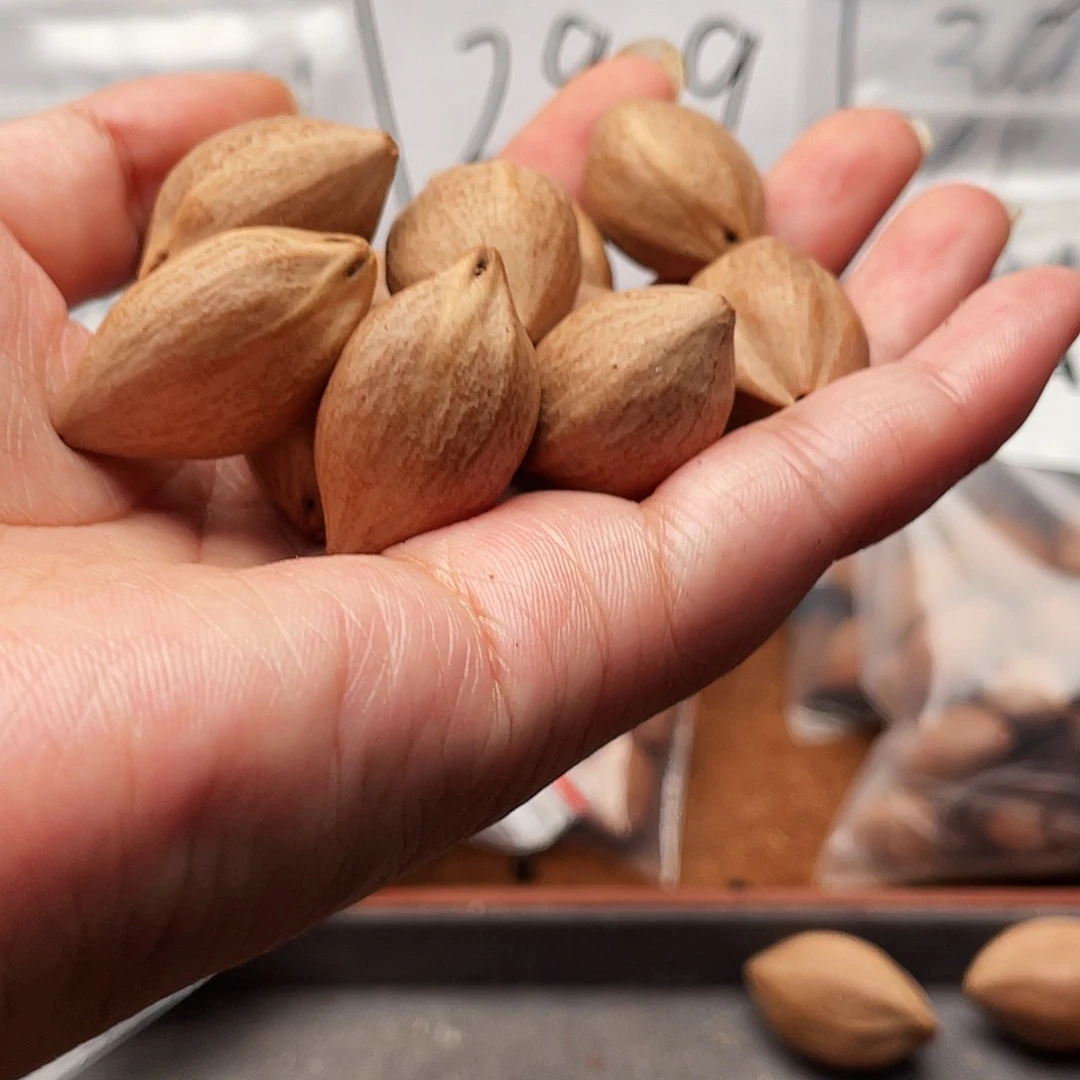 橄榄核手串/手链橄榄