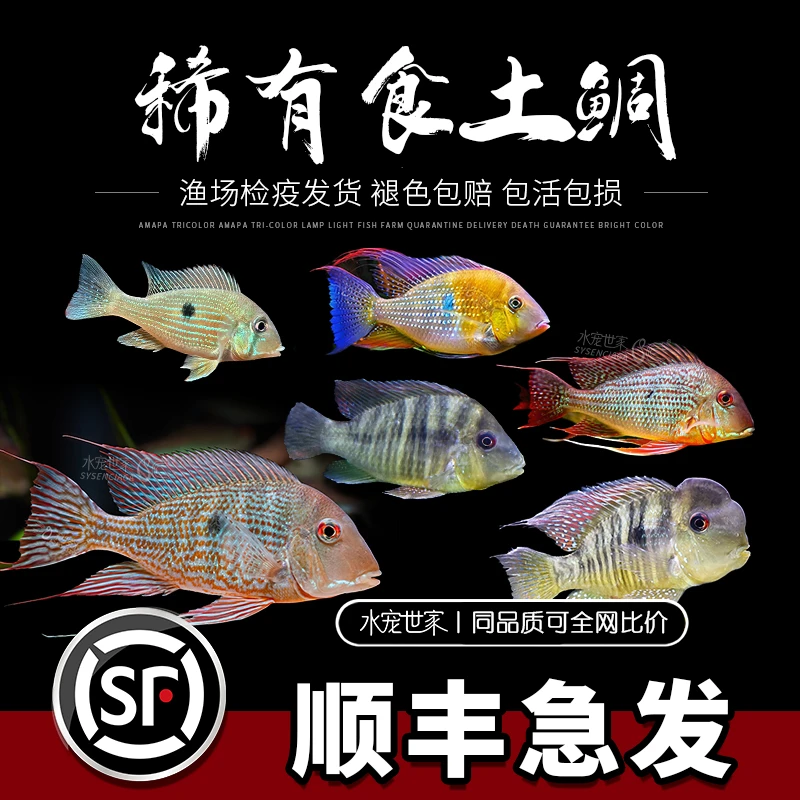 南美慈鲷食土鲷元宝凤凰朱巴利斯维尼关刀白子关刀和尚关刀活体鱼