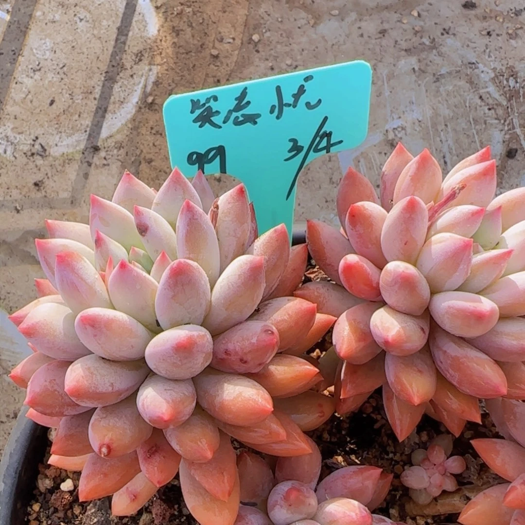 笑忘忧姐姐多肉植物