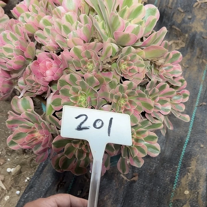 多肉植物粉女巫法师201