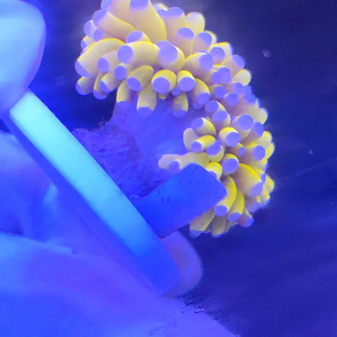 智海珊瑚 不支持退货不包邮接受再下单